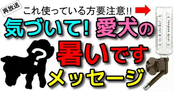 【犬 お留守番 熱中症】気づいて欲しい愛犬の暑いですメッセージと熱中症対策！犬のしつけエマチャンネル【犬のしつけ＠横浜】