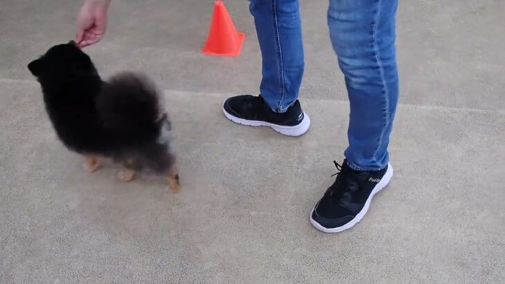 犬の幼稚園 こきりちゃんとトレーニング