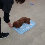 犬の幼稚園 ティアラちゃんとトレーニング