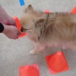 犬の幼稚園 くるみちゃんとトレーニング