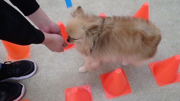 犬の幼稚園 くるみちゃんとトレーニング