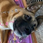 ちゃんとベットの上でくつろぐ【保護犬】賢いと思うんだよね🐶飼い主のご飯を狙おうとする犬🐶