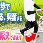 【犬しつけ】散歩のひっぱり、興奮はコレで改善できる【ドッグトレーナー解説】