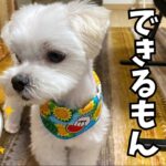 【しつけ】愛犬が逃げ回って歯磨きが出来ない人へ、コツ教えます！【マルチーズ】#犬 #ペット #マルチーズ