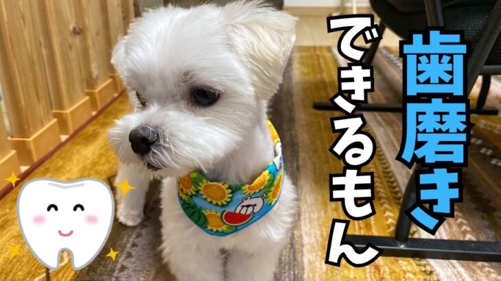 【しつけ】愛犬が逃げ回って歯磨きが出来ない人へ、コツ教えます！【マルチーズ】#犬 #ペット #マルチーズ