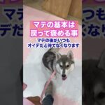 マテとオイデは、こうやる！#おいでトレーニング#犬の呼び戻し#犬のトレーニング#犬のしつけ方#愛犬教育#犬とのコミュニケーション#ドッグトレーニング#呼び戻し