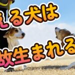 吠える犬は何故生まれる？　#犬のしつけ #犬とお出かけ  #ハイエース  #ハイエースで車中泊  #ボーダーコリー