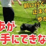 【チワワ】歩かないワンちゃんと散歩の練習方法！