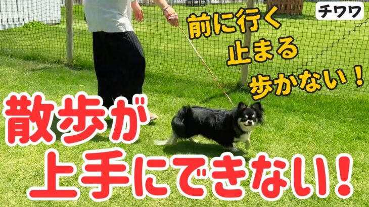 【チワワ】歩かないワンちゃんと散歩の練習方法！