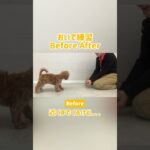 【わんことわ】呼び戻しを上達させる練習方法🐶　#犬 #わんことわ #ドッグトレーニング #犬のしつけ