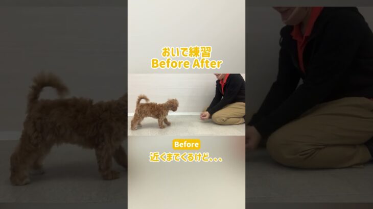 【わんことわ】呼び戻しを上達させる練習方法🐶　#犬 #わんことわ #ドッグトレーニング #犬のしつけ