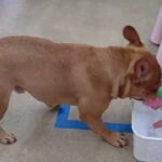 犬の幼稚園 レオくんとトレーニング