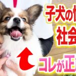 【犬しつけ】子犬の社会化は抱っこ散歩で解決！【ドッグトレーナー解説】