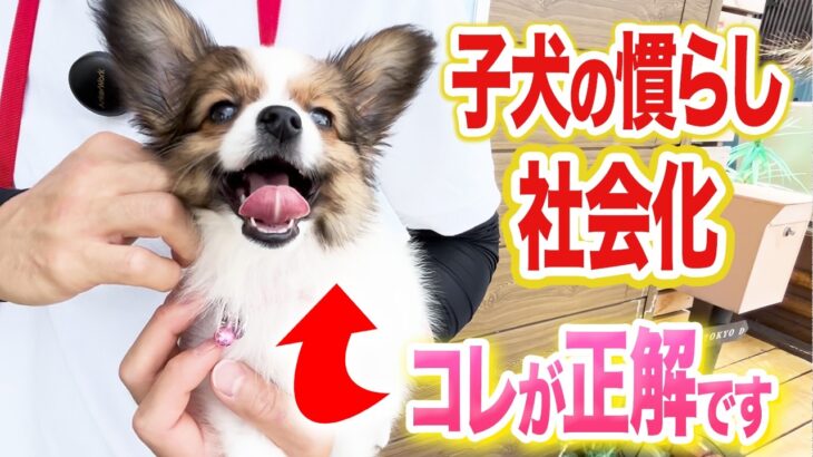 【犬しつけ】子犬の社会化は抱っこ散歩で解決！【ドッグトレーナー解説】