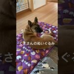 くまさんのぬいぐるみで遊ぶ保護犬 #保護犬と暮らす #犬 #癒し