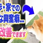 【犬しつけ】散歩で犬をみると過剰な興奮…コレで解決!【ドッグトレーナー解説】