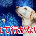 【まさか】犬は泣くほど怖い！ 花火大会が危険な理由