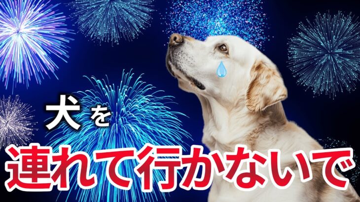 【まさか】犬は泣くほど怖い！ 花火大会が危険な理由