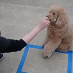 犬の幼稚園 むぎくんとトレーニング