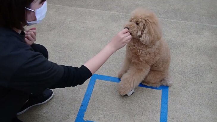 犬の幼稚園 むぎくんとトレーニング