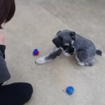 犬の幼稚園 レオンくんとトレーニング