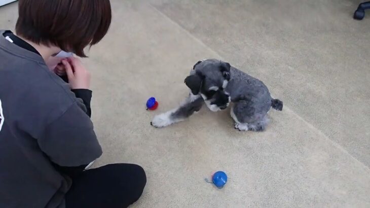 犬の幼稚園 レオンくんとトレーニング