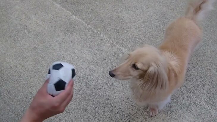 犬の幼稚園 ナノちゃんとトレーニング