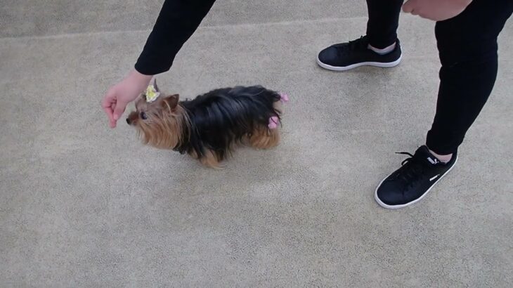 犬の幼稚園 花ちゃんとトレーニング