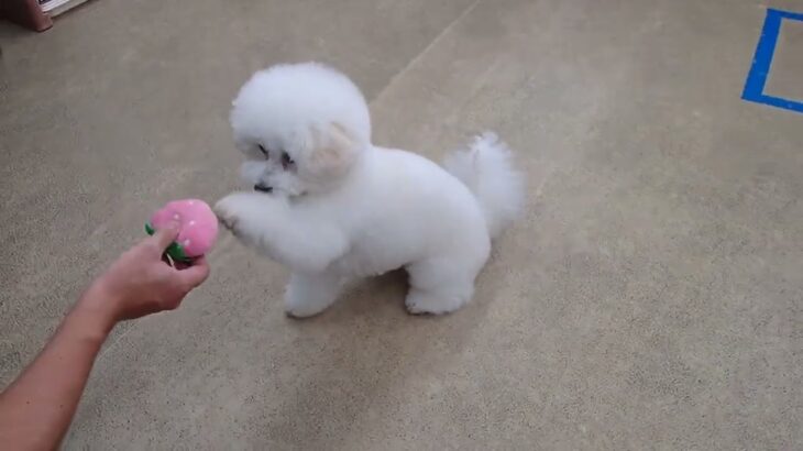 犬の幼稚園 ロージーちゃんとトレーニング