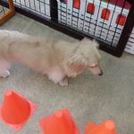 犬の幼稚園 にこまるくんとトレーニング