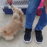 犬の幼稚園 凜ちゃんとトレーニング