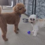 ボールドラマ【わんこのみかた】広い室内ドッグラン　犬の保育園、ホテル