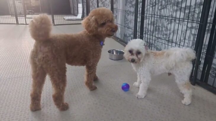 ボールドラマ【わんこのみかた】広い室内ドッグラン　犬の保育園、ホテル