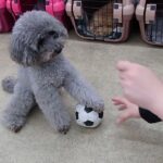 犬の幼稚園 輪くんとトレーニング