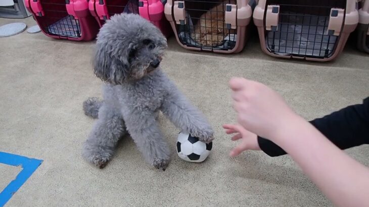 犬の幼稚園 輪くんとトレーニング