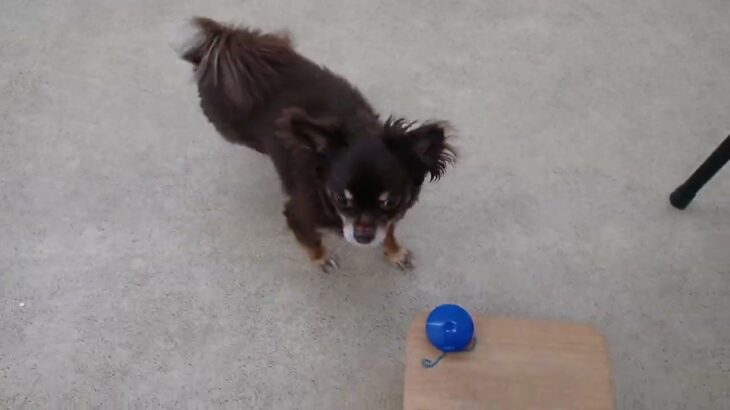 犬の幼稚園 コアくんとトレーニング