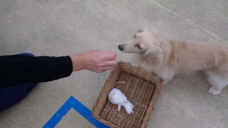 犬の幼稚園 にこまるくんとトレーニング