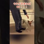 海外勢のドッグトレーニング#ジャックラッセルテリア #犬 #脚側行進