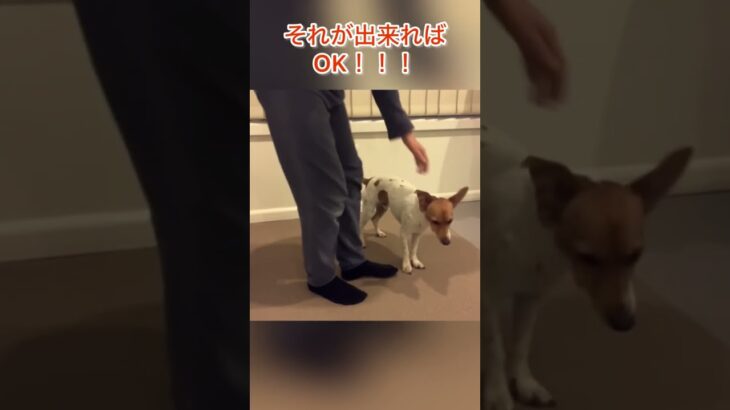 海外勢のドッグトレーニング#ジャックラッセルテリア #犬 #脚側行進