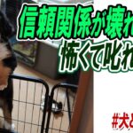 犬との暮らし／信頼関係が壊れるのが怖くて叱れない時