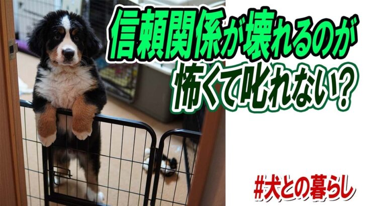 犬との暮らし／信頼関係が壊れるのが怖くて叱れない時