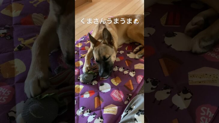 熊がうまい🐶#保護犬と暮らす #犬のいる暮らし