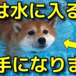 【犬 泳ぎ方 プール】不思議！本能的に犬はこうなります！犬のしつけエマチャンネル【犬のしつけ＠横浜】