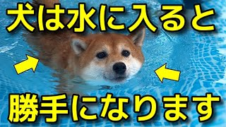 【犬 泳ぎ方 プール】不思議！本能的に犬はこうなります！犬のしつけエマチャンネル【犬のしつけ＠横浜】