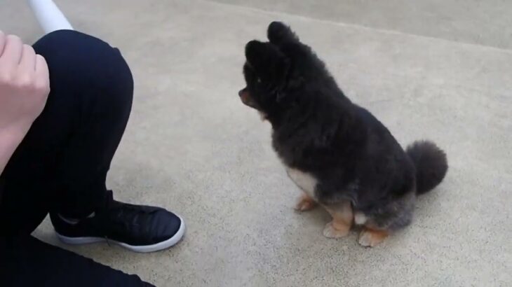 犬の幼稚園 こきりちゃんとトレーニング