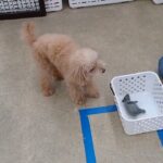 犬の幼稚園 ぴっぴちゃんとトレーニング