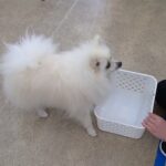 犬の幼稚園 ユパくんとトレーニング