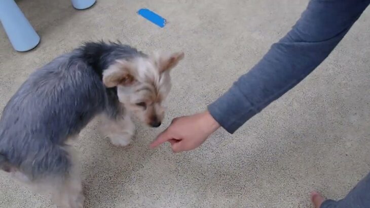 犬の幼稚園 シナモンくんとトレーニング