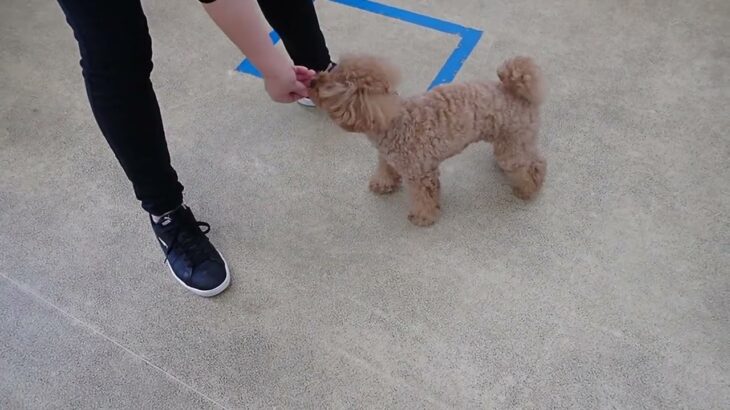 犬の幼稚園 アナちゃんとトレーニング