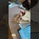 【犬のしつけ】ゴロンの練習中 #トイプードル